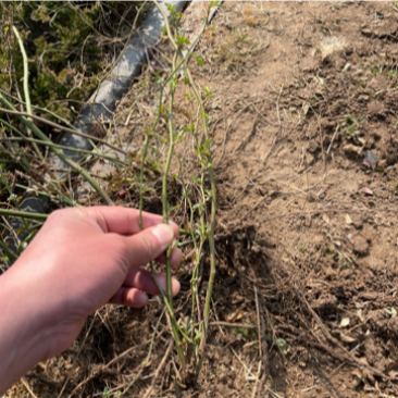 蔷薇花苗红花蔷薇无刺蔷薇花苗基地批发