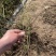 蔷薇花苗红花蔷薇无刺蔷薇花苗基地批发
