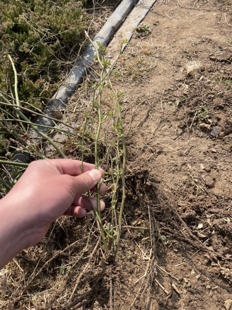 蔷薇花苗红花蔷薇无刺蔷薇花苗基地批发