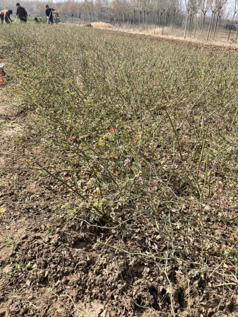 蔷薇花苗红花蔷薇无刺蔷薇花苗基地批发