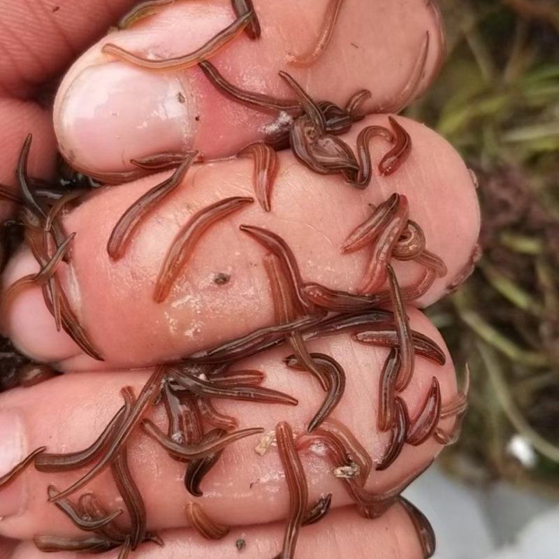 宽体金线蛭，出售满月苗，开口苗，茧，种蛭，免费教学包回收