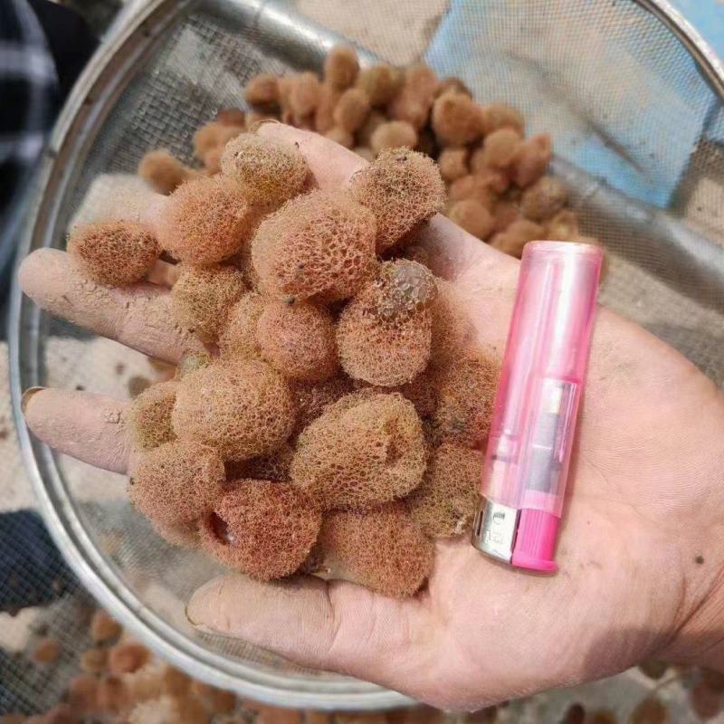 宽体金线蛭，出售满月苗，开口苗，茧，种蛭，免费教学包回收