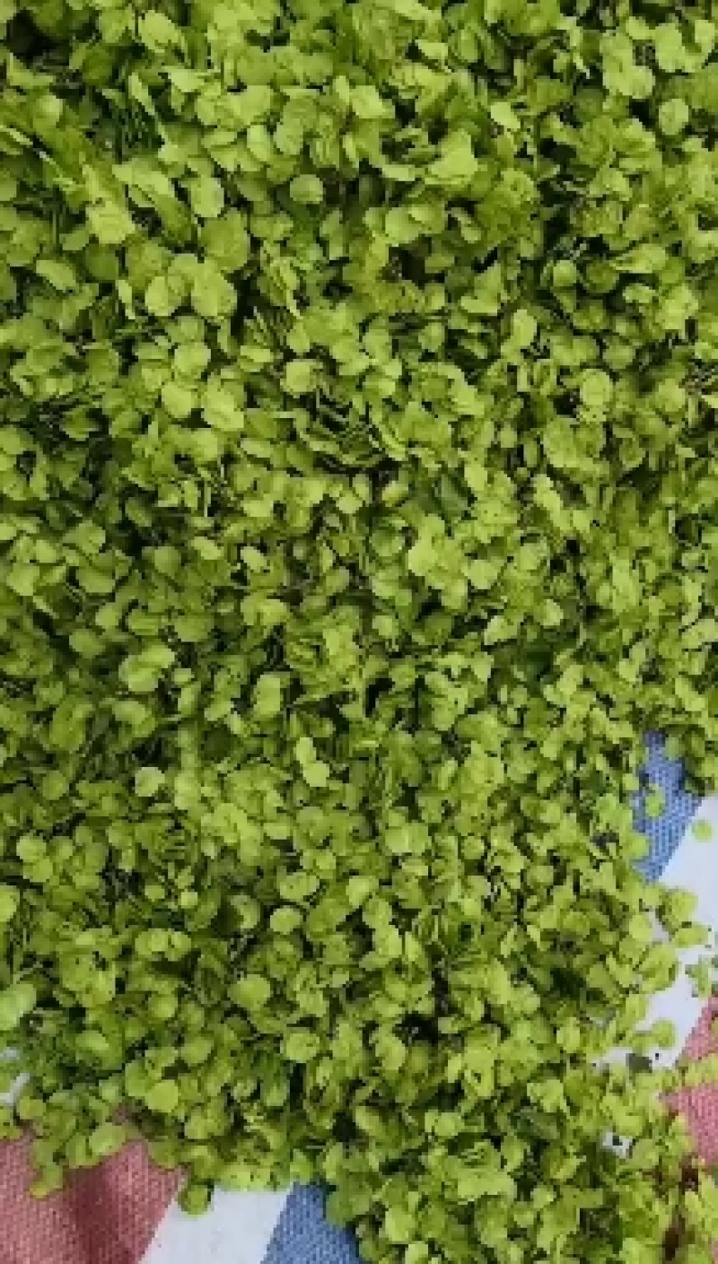 2022新鲜榆钱，大山深处各孕育的纯正绿色食品，主要供应