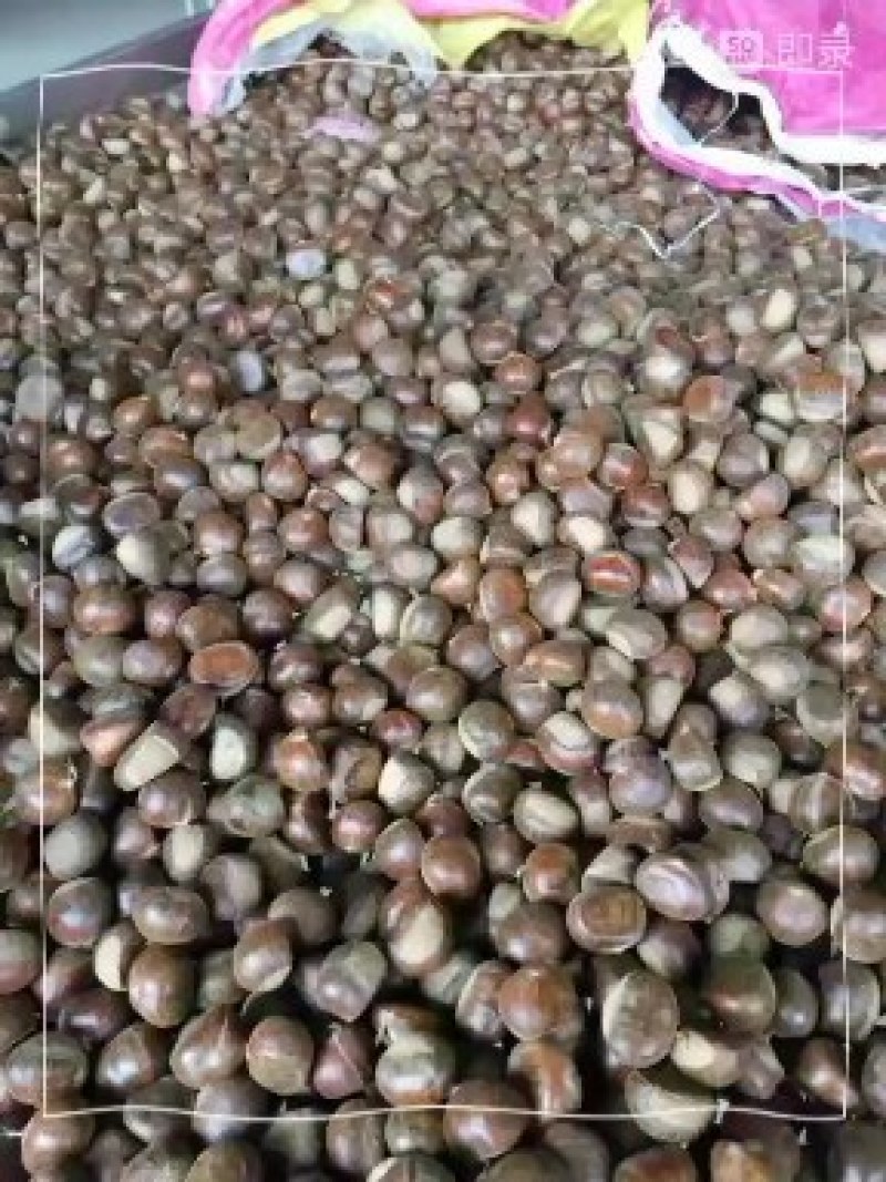 优质油栗板栗纯正泰山油栗规格品种齐全大量现货大量供应