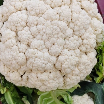 河南新野县青梗白面精品蔬菜有机松花现货大量上市