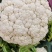 河南新野县青梗白面精品蔬菜有机松花现货大量上市