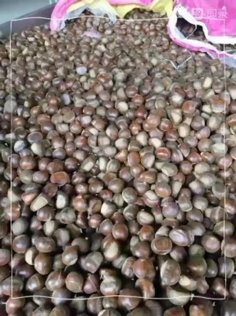 板栗纯正泰山油栗板栗大量现货大量供应规格品种齐全