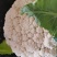 河南新野县青梗白面精品蔬菜有机松花现货大量上市