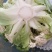 河南新野县青梗白面精品蔬菜有机松花现货大量上市