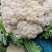 河南新野县青梗白面精品蔬菜有机松花现货大量上市