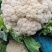河南新野县青梗白面精品蔬菜有机松花现货大量上市