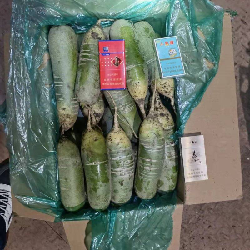 山东萝卜产地大量供应水果萝卜！全国发货！支持加工！