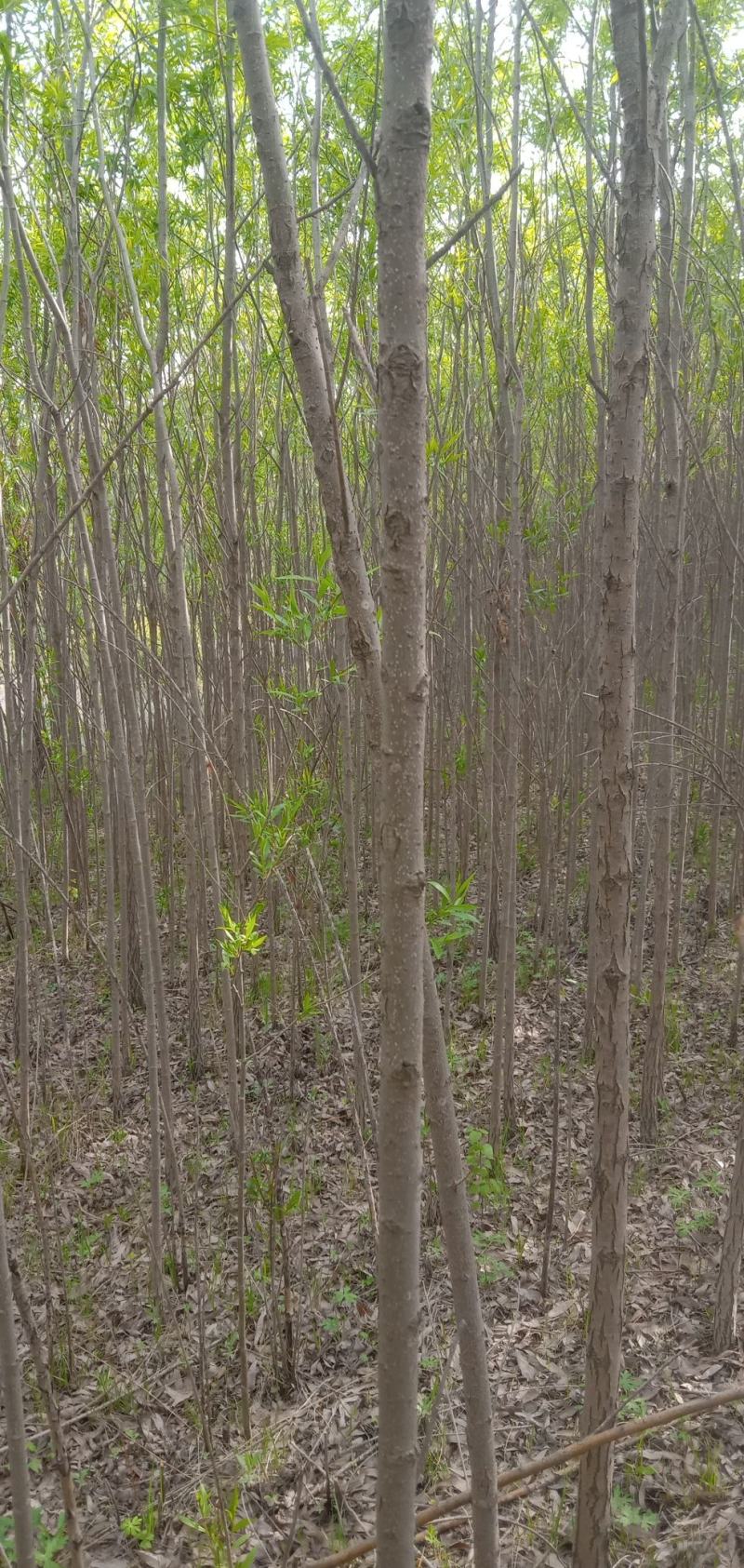 柳树
