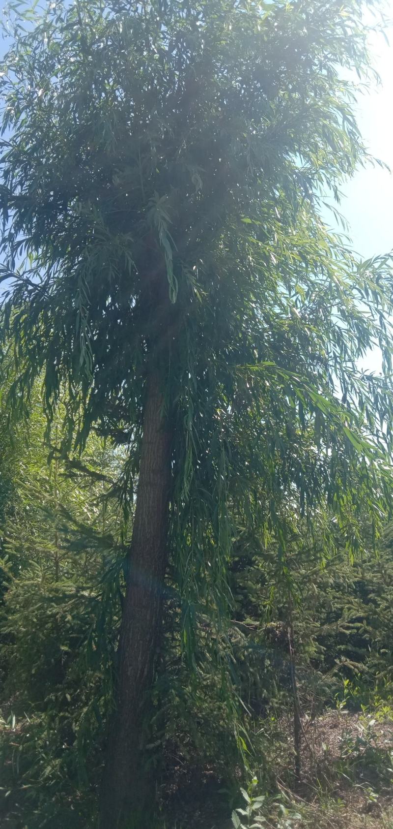 柳树