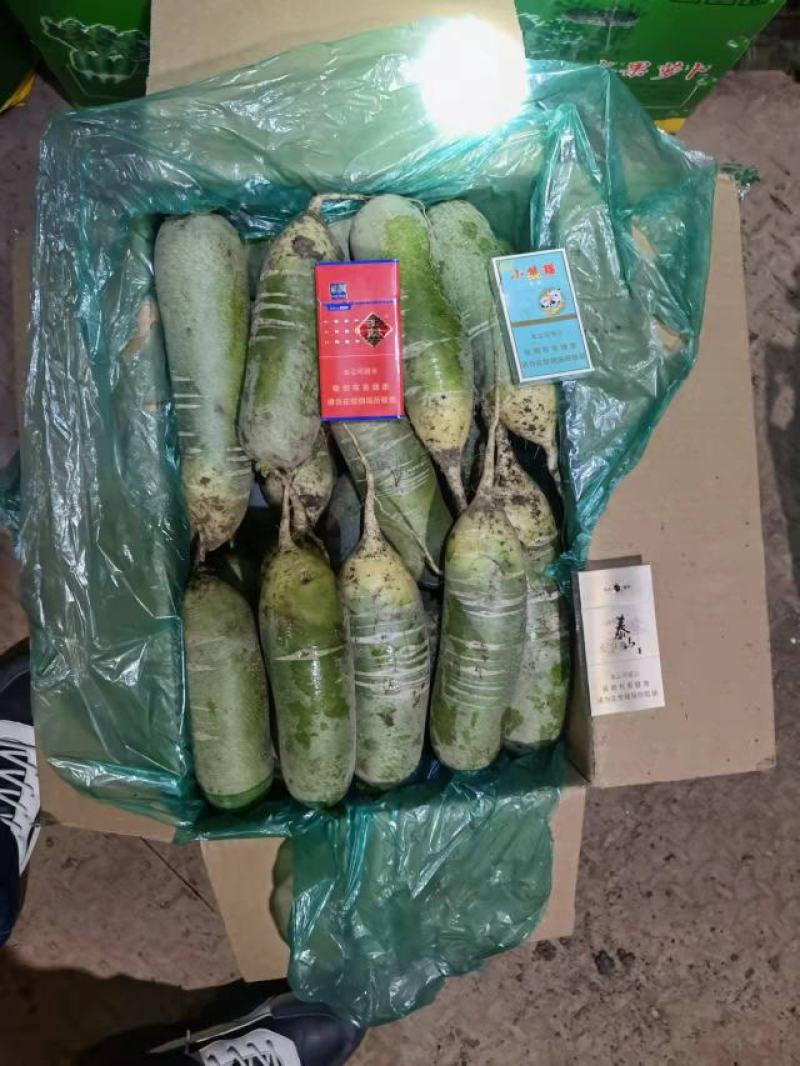 山东萝卜产地大量供应水果萝卜！全国发货！支持加工！