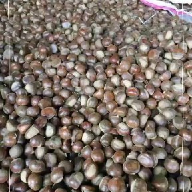 优质带壳油栗板栗大量现货产家直销大量批发规格品种齐全