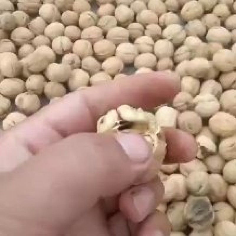 薄皮纸皮干核桃，产地大量现货供应，皮薄肉脆味道好