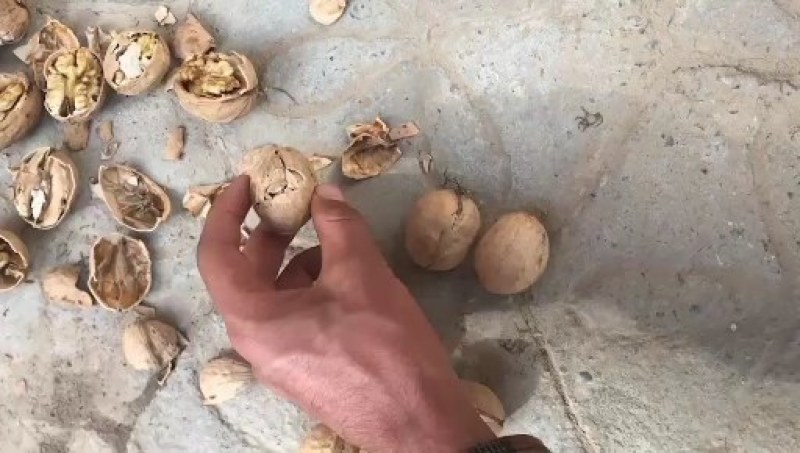 去皮鲜核桃产地大量现货，大量供应规格品种齐全