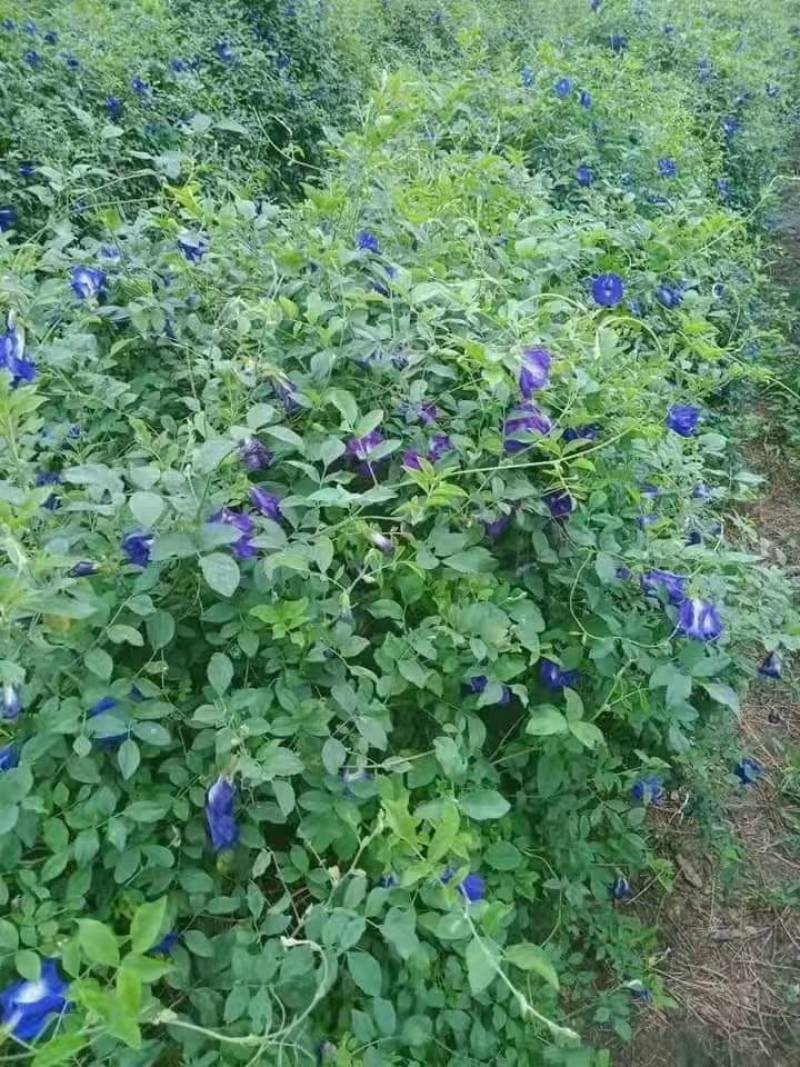 蓝蝴蝶干货蝶豆花蓝蝴蝶大量现货一手货源批发大货