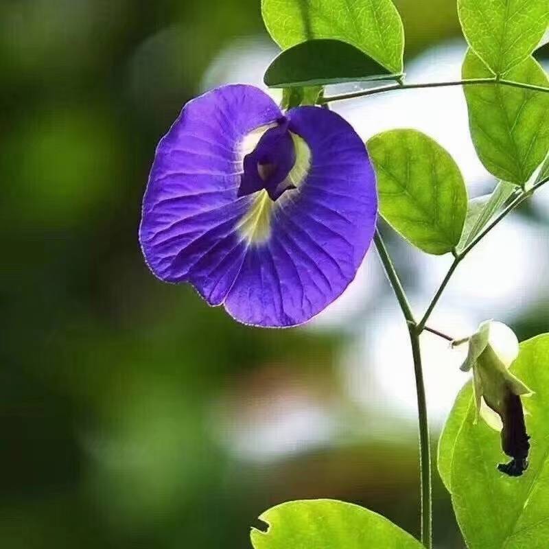 蓝蝴蝶干货蝶豆花蓝蝴蝶大量现货一手货源批发大货