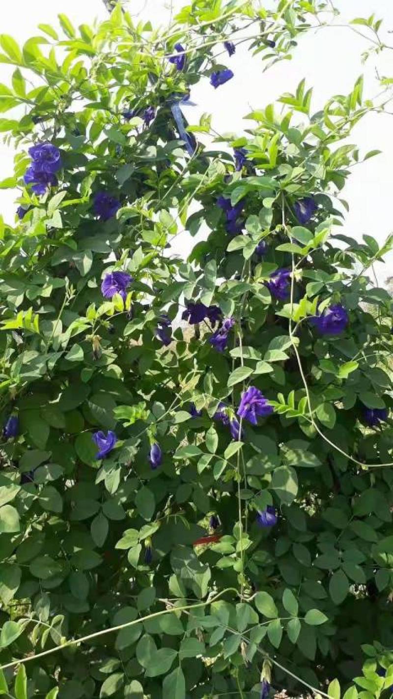 蓝蝴蝶干货蝶豆花蓝蝴蝶大量现货一手货源批发大货