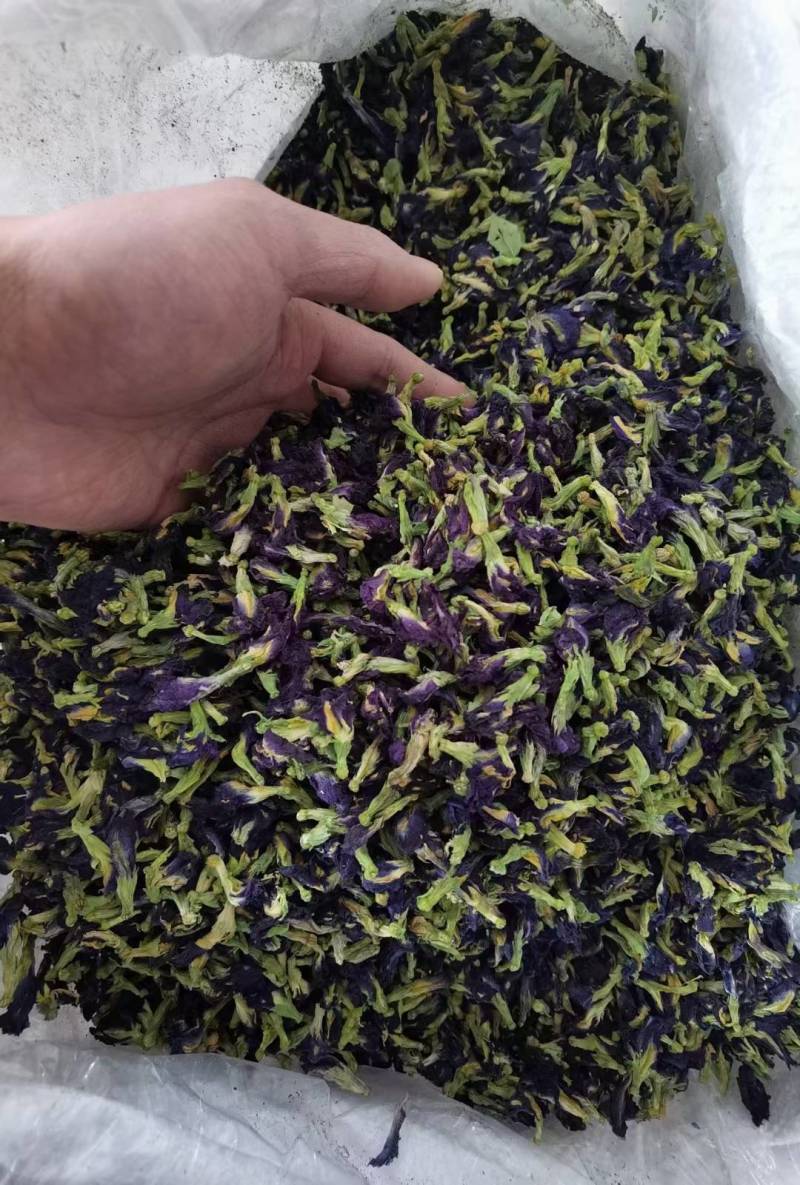 蓝蝴蝶干货蝶豆花蓝蝴蝶大量现货一手货源批发大货