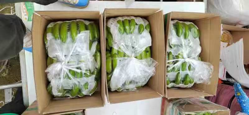 熟香蕉与生香蕉共同存放示意图