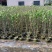 木芙蓉福建省漳州市供应绿庭院设计，木芙蓉大小规格袋苗