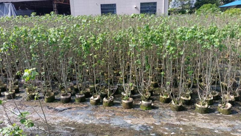 木芙蓉福建省漳州市供应绿庭院设计，木芙蓉大小规格袋苗