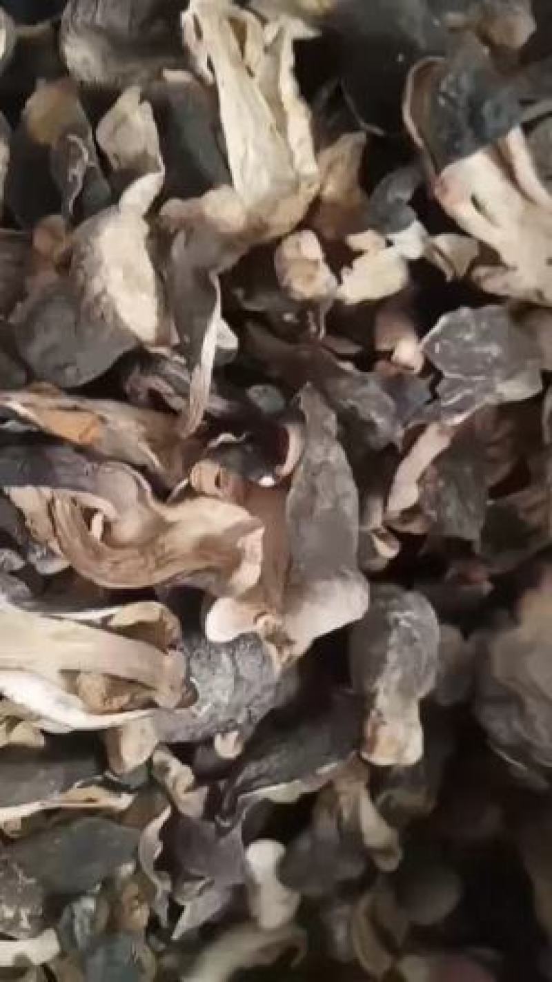 自种的干草菇，质优价廉。一首货源，没有中间商
