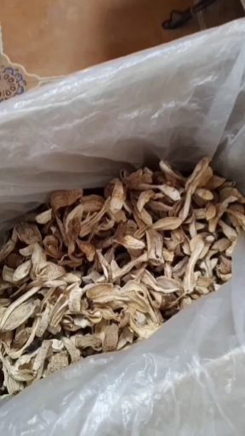 鸡腿菇