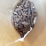 广西来宾金秀大瑶山野生蒲公英根