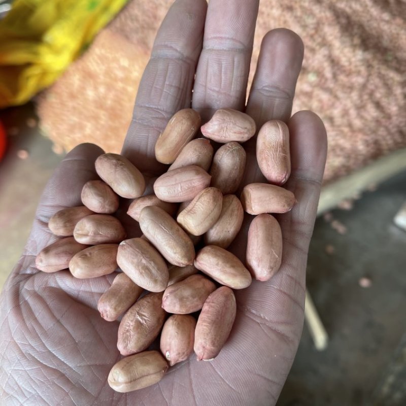 花生大量现货产地大量供应大量批发品质好皮薄颗粒大