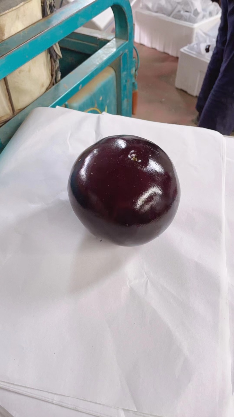 精品紫光圆茄