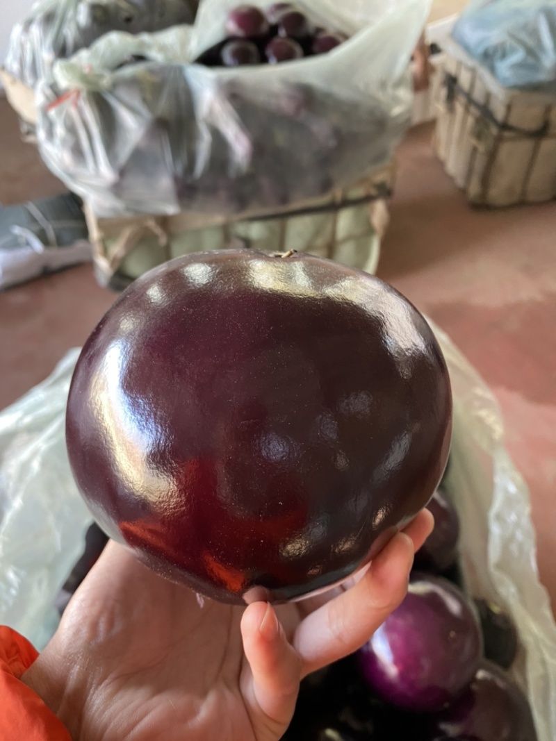 精品紫光圆茄