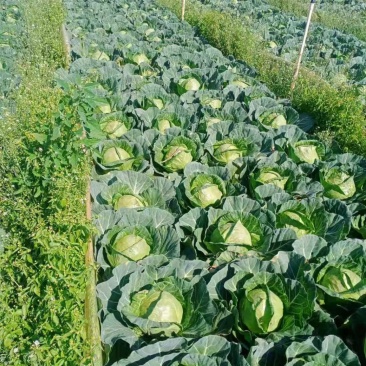 【荐】精品甘蓝，大量出售中，货源充足，品质保证，欢迎选购