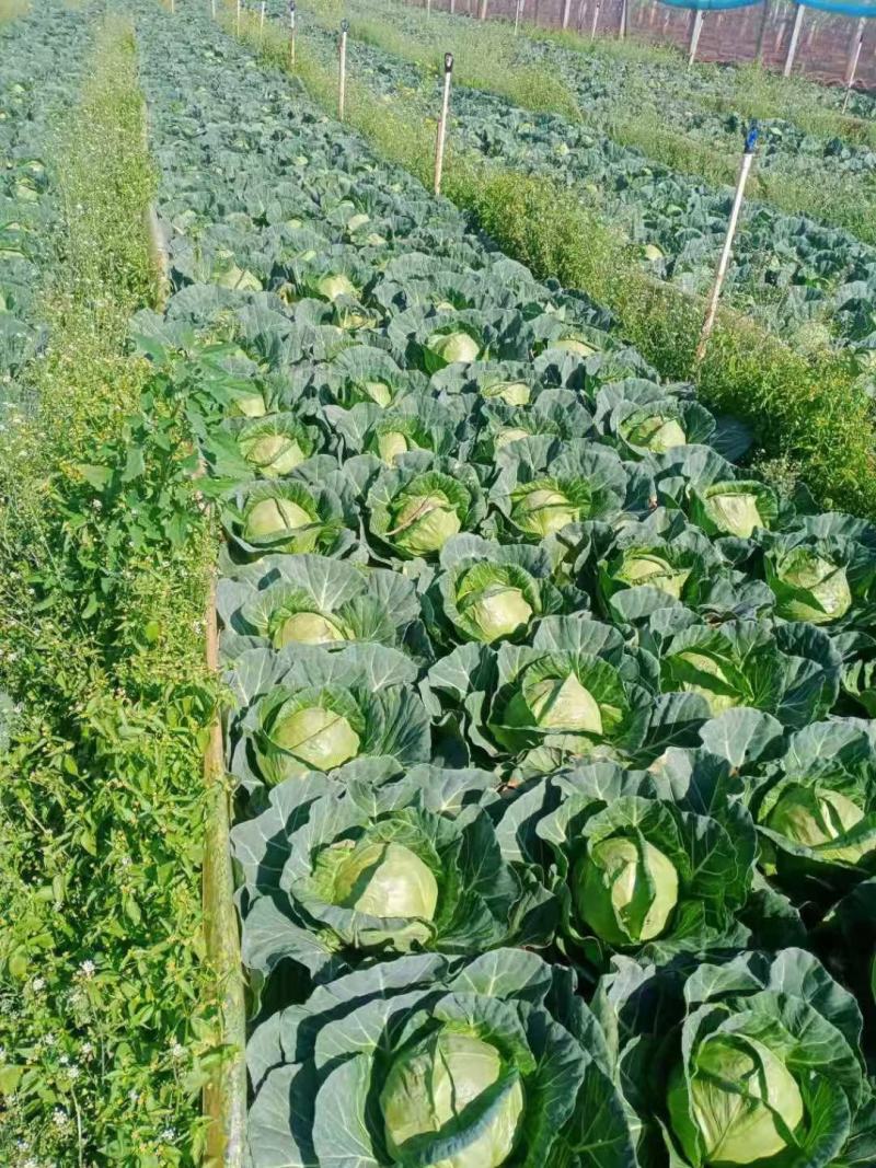 【荐】精品甘蓝，大量出售中，货源充足，品质保证，欢迎选购