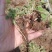 直销红花酢浆草，草种球，常年供应，