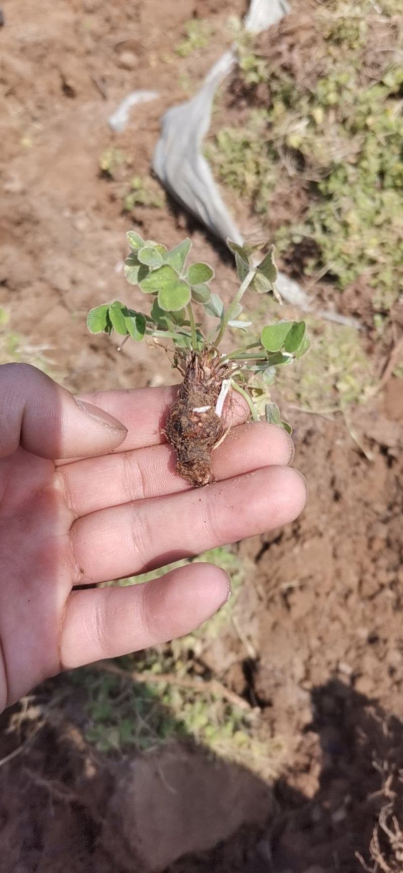 直销红花酢浆草，草种球，常年供应，