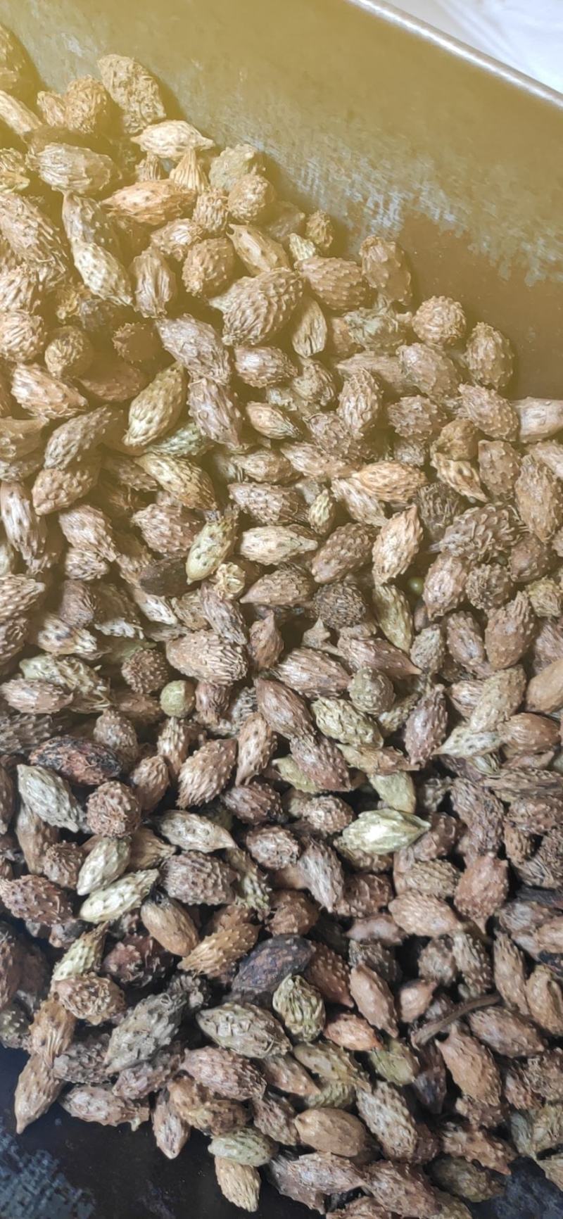 苍耳子干货苍耳子中药材干净无杂质常年经营各种中药材