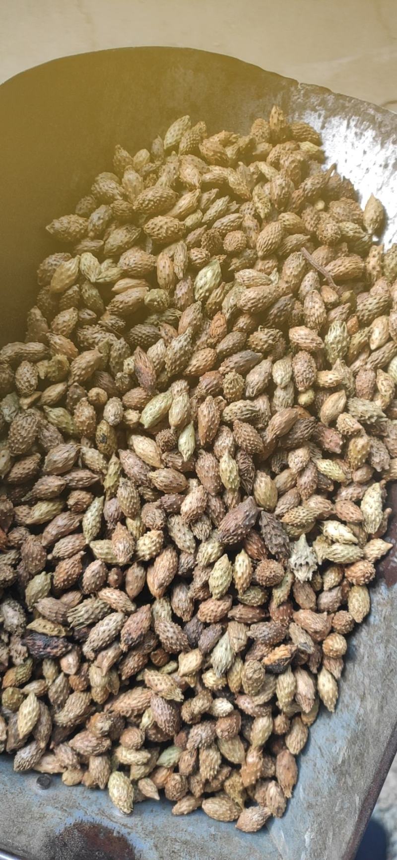 苍耳子干货苍耳子中药材干净无杂质常年经营各种中药材