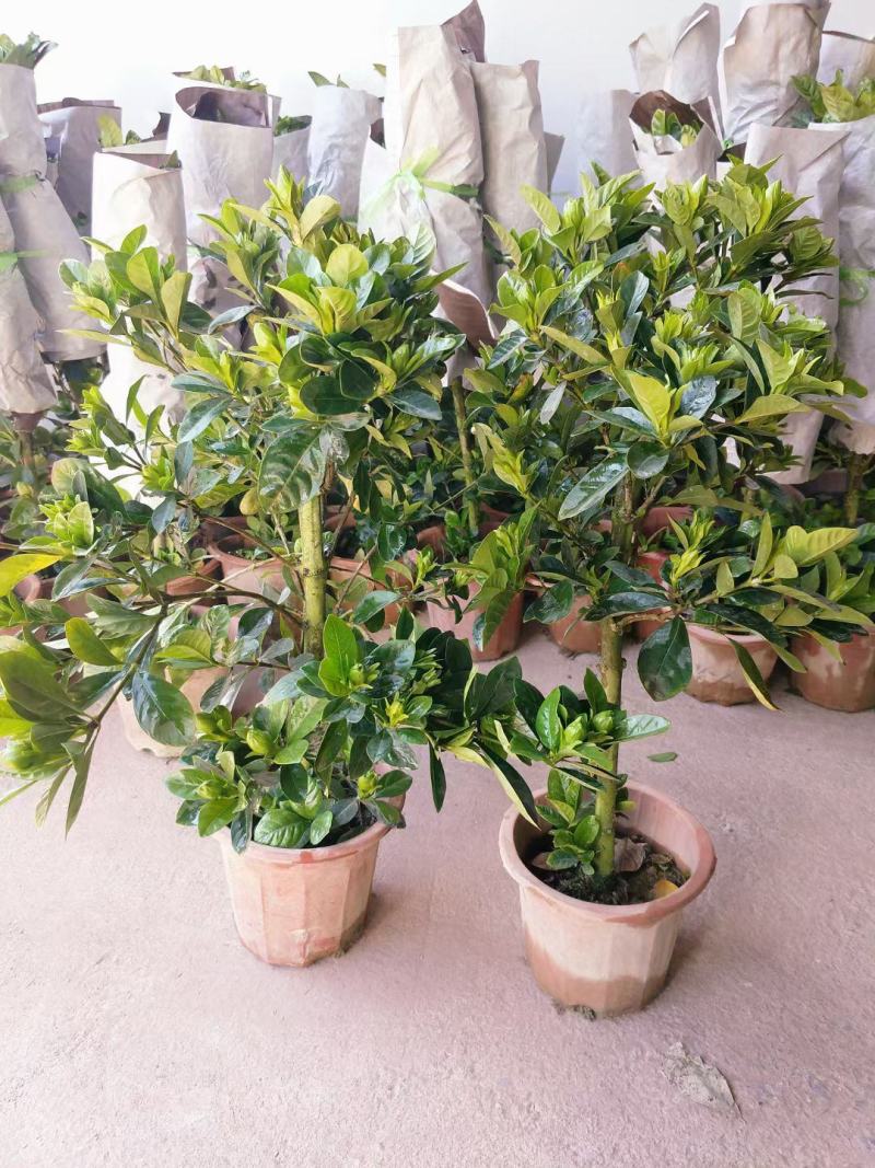 棒棒糖栀子花耐养弄耐放泥巴种不掉包开花香气满满绿植盆栽畅