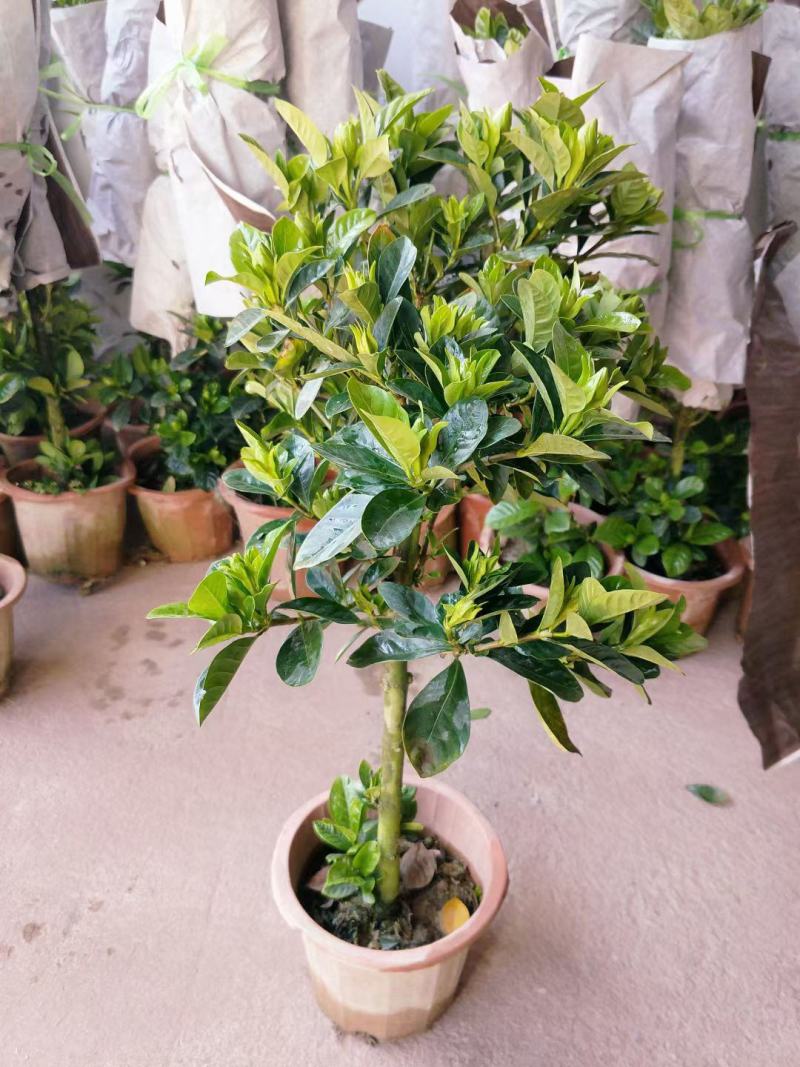 棒棒糖栀子花耐养弄耐放泥巴种不掉包开花香气满满绿植盆栽畅