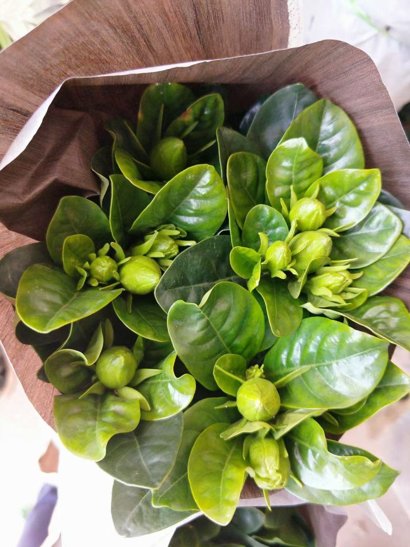 棒棒糖栀子花耐养弄耐放泥巴种不掉包开花香气满满绿植盆栽畅