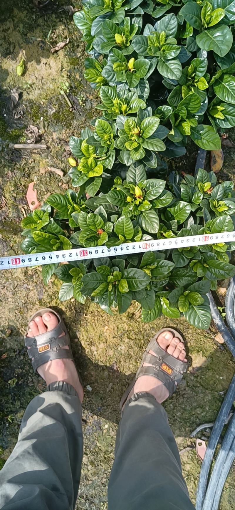 棒棒糖栀子花耐养弄耐放泥巴种不掉包开花香气满满绿植盆栽畅