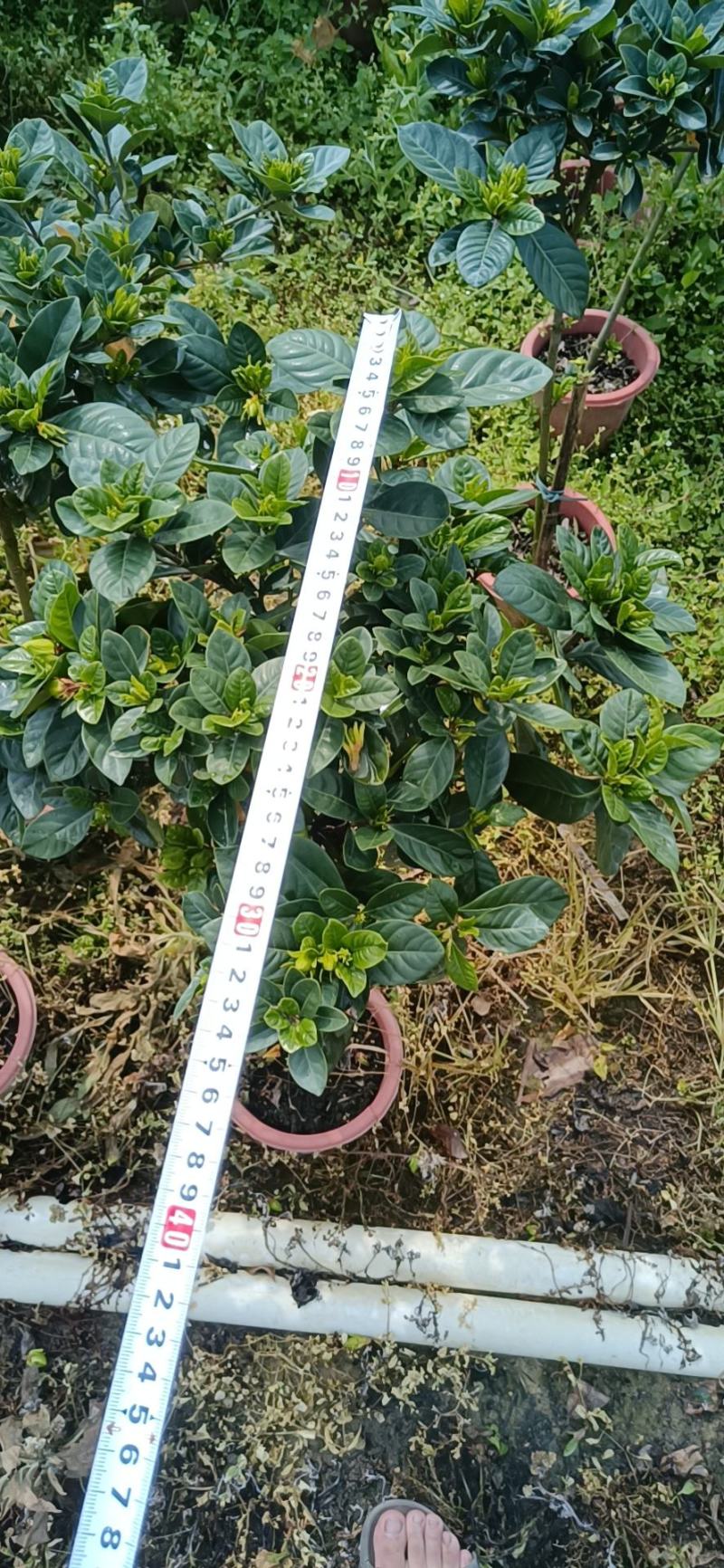 棒棒糖栀子花耐养弄耐放泥巴种不掉包开花香气满满绿植盆栽畅
