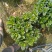 棒棒糖栀子花耐养弄耐放泥巴种不掉包开花香气满满绿植盆栽畅