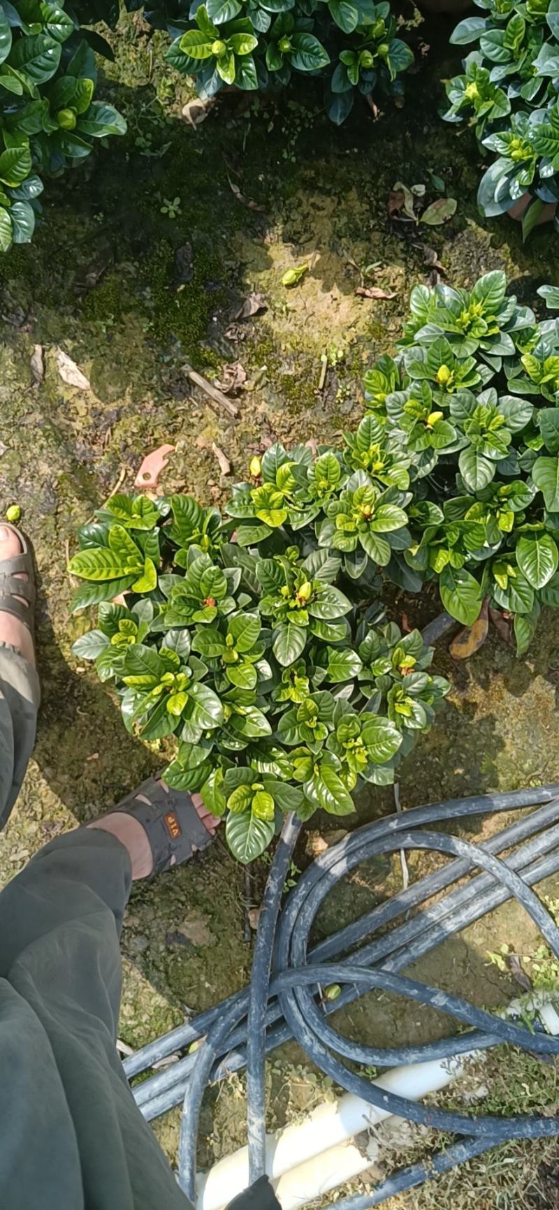棒棒糖栀子花耐养弄耐放泥巴种不掉包开花香气满满绿植盆栽畅