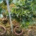棒棒糖栀子花耐养弄耐放泥巴种不掉包开花香气满满绿植盆栽畅