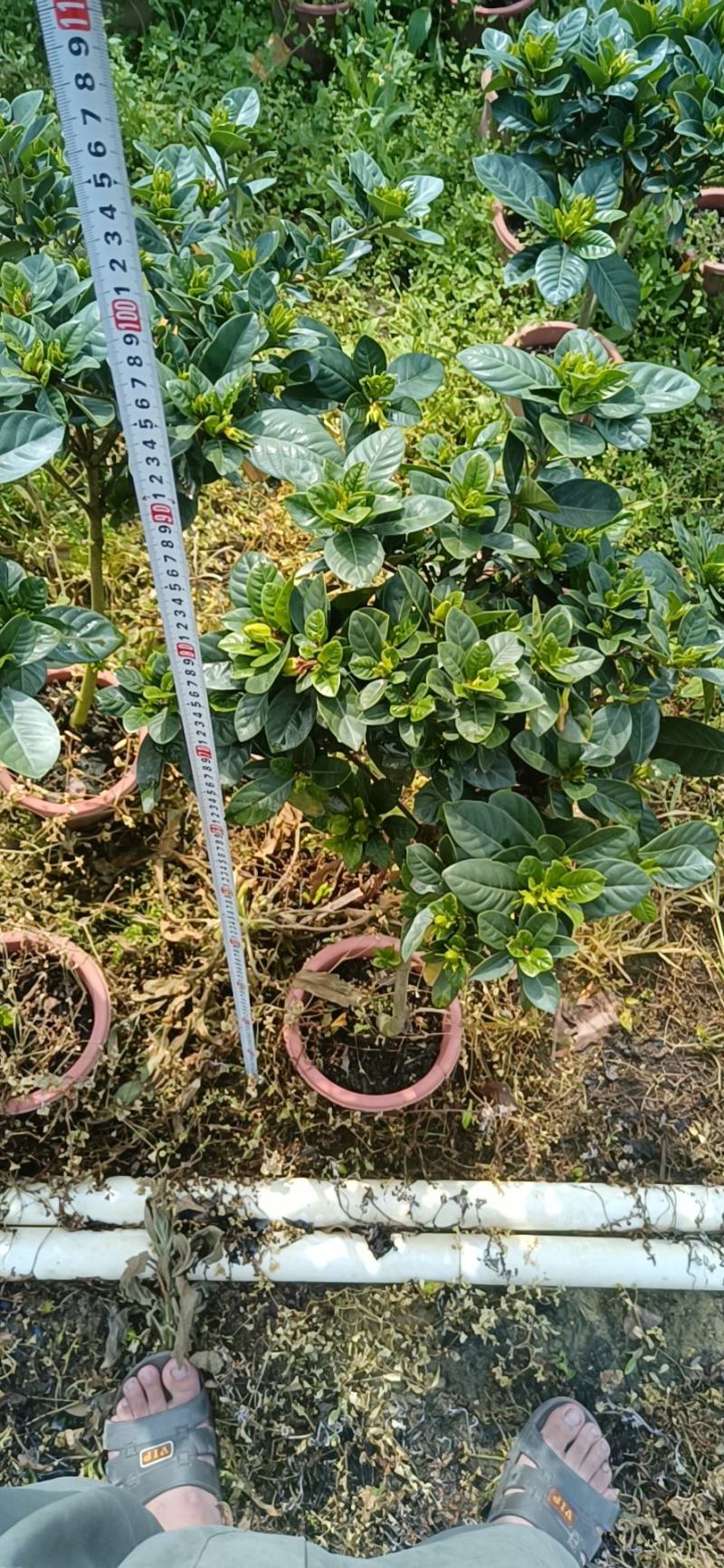 棒棒糖栀子花耐养弄耐放泥巴种不掉包开花香气满满绿植盆栽畅